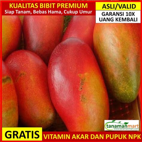 Jual Bibit Mangga Red Emperor Asli Bergaransi Pohon Mangga Unggul