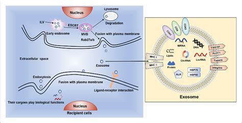 Figure 1 From The Potential Roles Of Exosomal Non Coding Rnas In