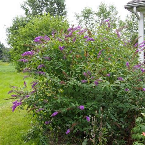 Buddleia 'Nanho purple' : buy Buddleia 'Nanho purple' / Buddleia ...