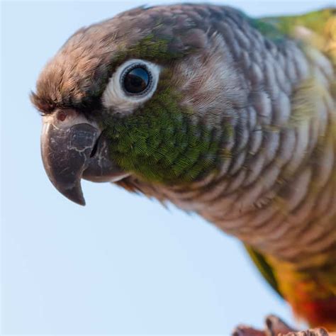 What is the Minimum Cage Size for a Green Cheek Conure? - Windy City Parrot