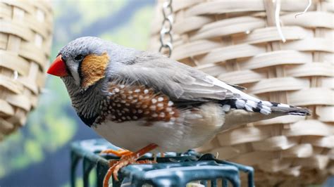 Zebra Finch - The Finches of Serenity | Serenity Aquarium & Aviary Services