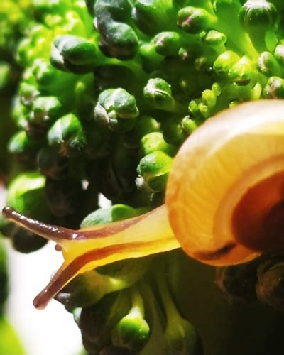 Gold Mystery Snail A Comprehensive Beginners Guide