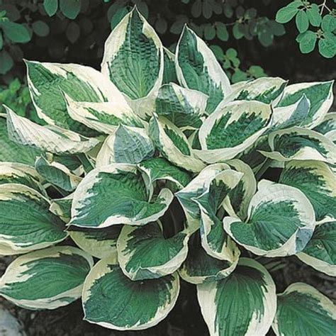 Hosta Wide Brim Plantain Lily Wide Brim Uploaded By Anges