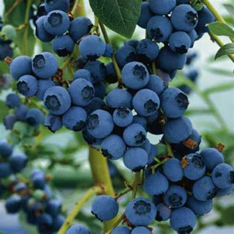 Highbush Blueberry Seeds - Natural Seed Bank