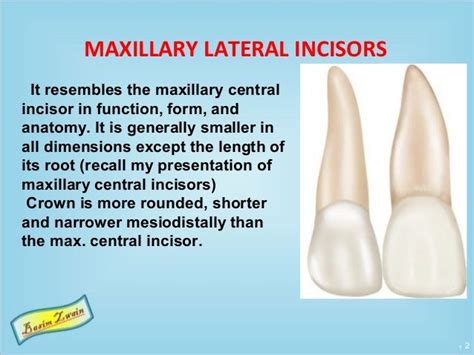 Permanent Maxillary Lateral Incisors