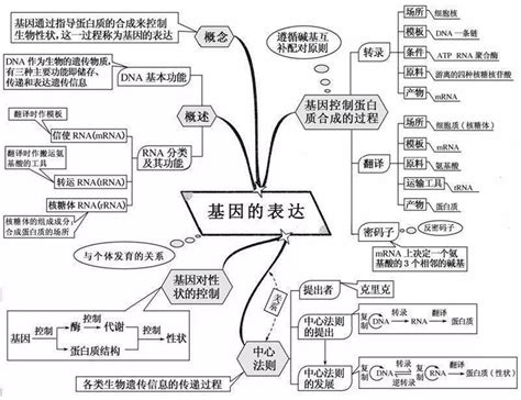 超全高中生物思维导图20张图扫清三年知识点 细胞