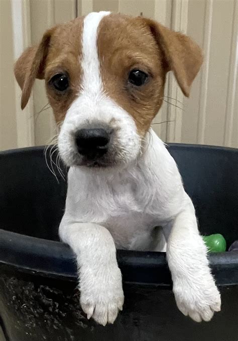 Sold Lucy Female 1 Tri Broken Female Jack Russell Terrier Puppy For