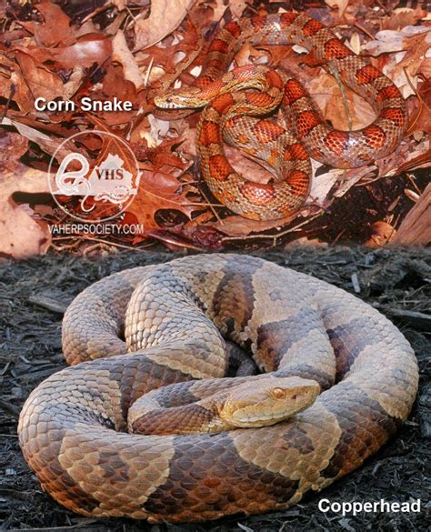 Copperheads And Similar Looking Harmless Species