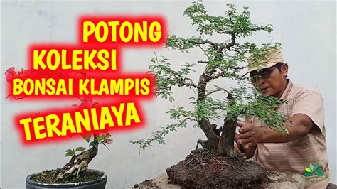 28+ Bonsai Ketapang Kencana