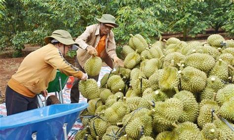 Fruit Vegetable Exports To Hit Record In 2023 Báo Ấp Bắc điện Tử