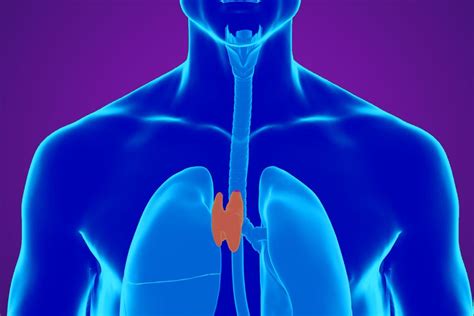 Could Regenerating The Thymus Boost Human Longevity