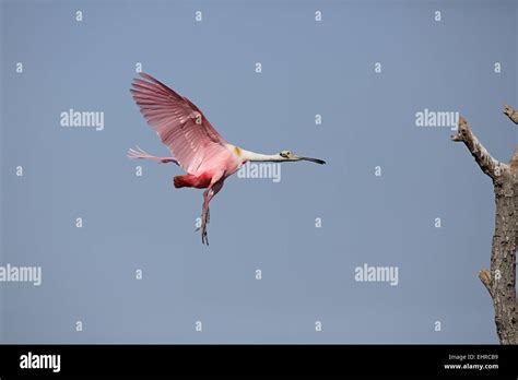 Roseate Spoonbill Platalea Ajaja Flying To Nest Stock Photo Alamy