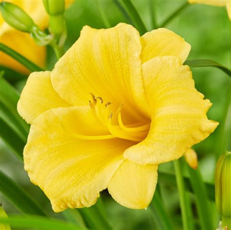 Stunning Yellow Daylily Plants For Sale Online Stella De Oro Easy