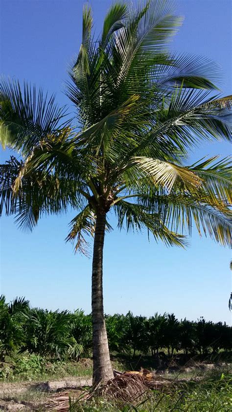 Cocos Nucifera Green Malayan Coconut Palm Plantvine