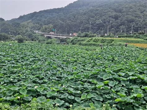 부산 가볼만한곳 기장철마 곰내연밭 연꽃공원 네이버 블로그