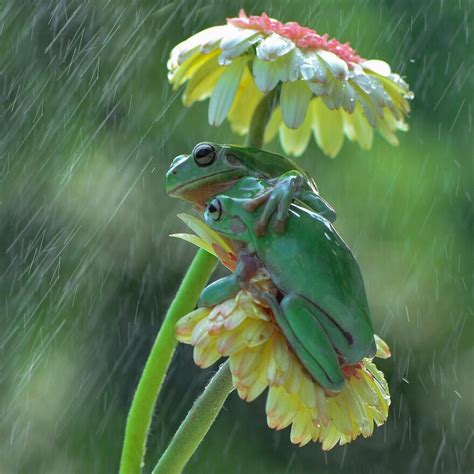 Frogs Using Flowers As Umbrellas Wildlife Photography By Ajar Setiadi