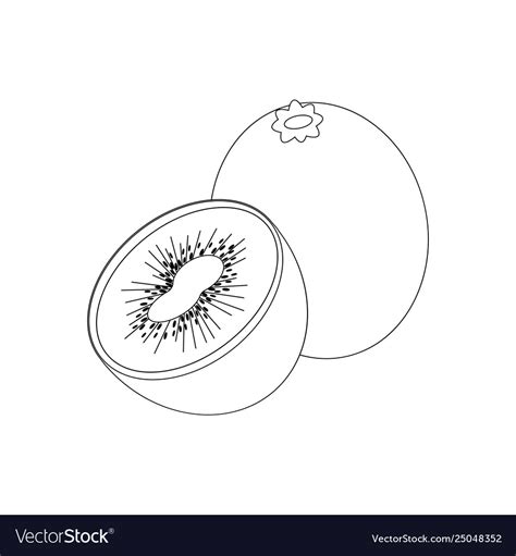 Kiwi fruit outline Royalty Free Vector Image - VectorStock