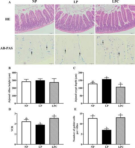 Representative Images Of Hematoxylin And Eosin And Ab Pas Staining On