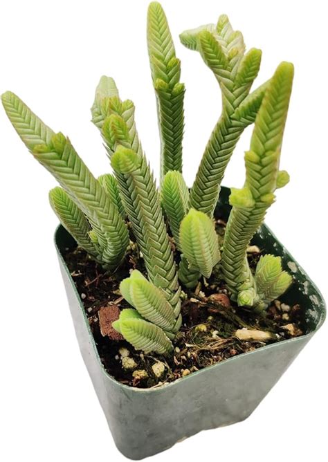 Amazon Uskc Live Succulent Cactus Plants Pot Crassula