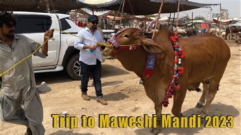 Trip To Maweshi Mandi New Cow Mandi Northern Bypass Youtube