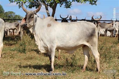 Vendo Vacas Novilhas E Tourinhos Guzera Em Belo Horizonte Mg Ven