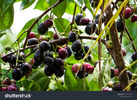 Jambolan Plum Jamun Fruit Syzygium Cumini 스톡 사진 1455792071 Shutterstock