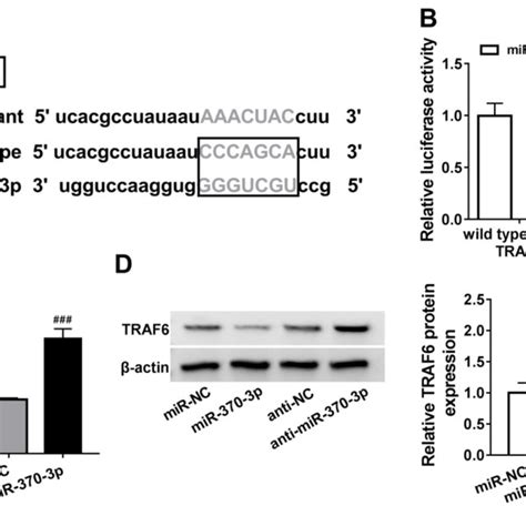 Traf6 Is A Target Of Mir 370 3p A The Putative Binding Sequences Of