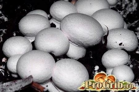 Гриб шампиньон: описание внешнего вида, польза и вред