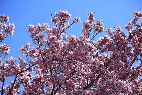 Magnolia blooming tree stock photo. Image of macro, botany - 5255422