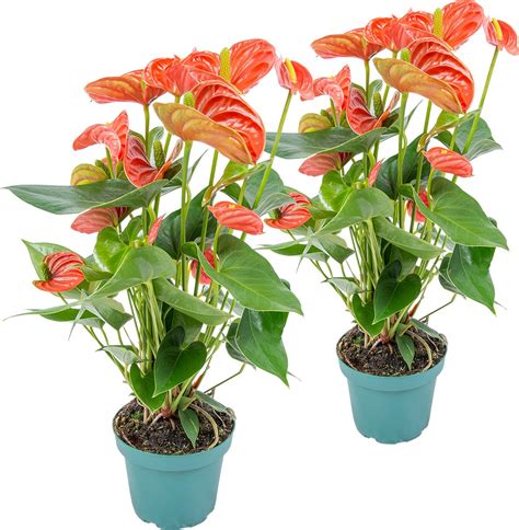 X Anthurium Aristo Oranje Flamingoplant Kamerplant