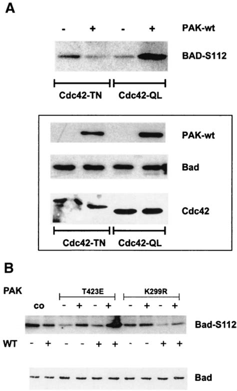 In Vivo Phosphorylation Of Bad By PAK And Or Cdc42 A NIH 3T3 Cells