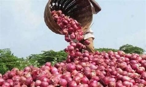 Govt Allows Additional Tonnes Of Onion Exports To Uae