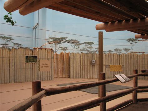 Habitat Africa! The Savannah - Giraffe Bedroom Viewing Area - ZooChat