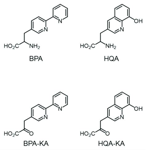 Structures Of Unnatural Amino Acids And Keto Acids Used In This Study