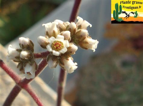 Crassula Velveta