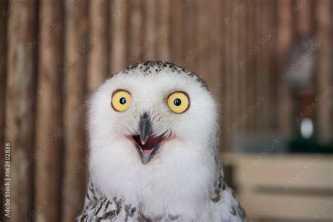 Close up snowy owl eye with wooden background Stock Photo | Adobe Stock