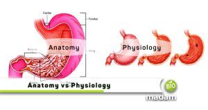 Difference Between Anatomy and Physiology - biomadam