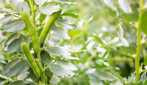 ¿las Habas Son Legumbres O Verduras Helios