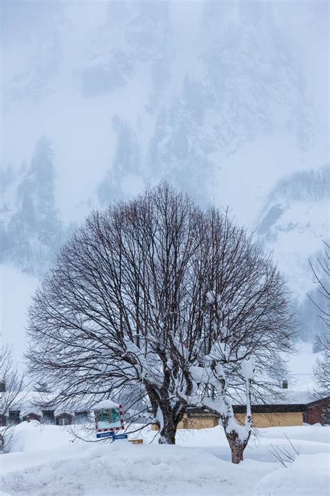 The Cold Switzerland`s Forest Winter Tree Stock Photo - Image of winter, weather: 135705058