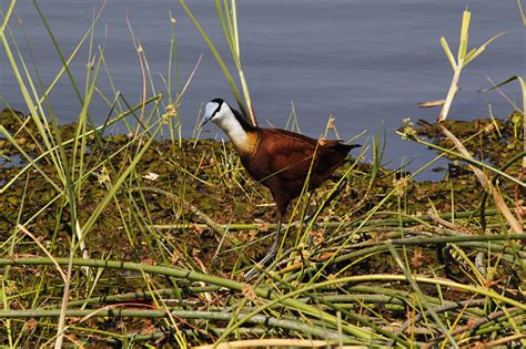 African Jacana Actophilornis Africanus Adult Standing In Swamp Moremi