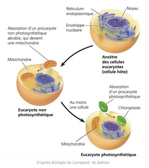 Chapitre 10 La complexification des génomes et lévolution des formes