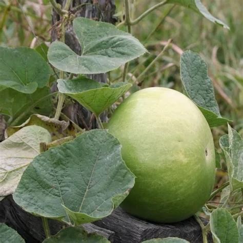 30 Semillas Guaje Bule Calabaza Tortillero Gigante Meses Sin Intereses