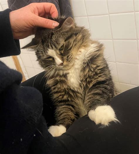 Cats for Adoption in New York City, New York | Alpha Paw