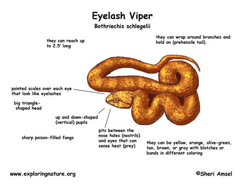 Snake Eyelash Viper