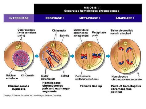 Mitosis Produces two identical daughter cells