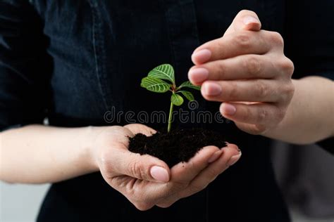 Planta Verde Na Terra De Broto Manual Foto De Stock Imagem De