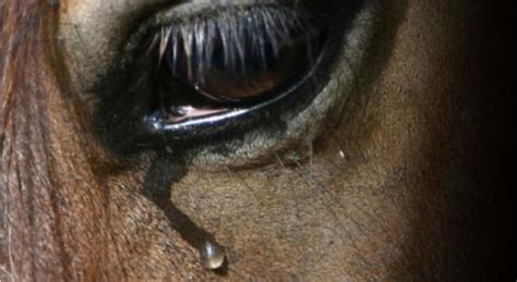 Cavalos em situação de maus tratos são resgatados em Piraí do Sul Agora1