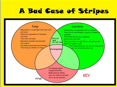 A Bad Case of Stripes | Teaching Resources