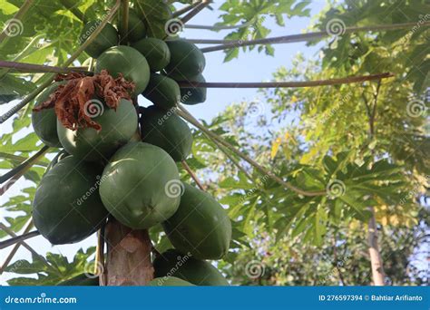 Harvesting Papaya Fruit Stock Photo Image Of Berry 276597394