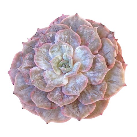 Echeveria Lilacina Marble Cedar Creek Farmhouse